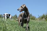 GREYHOUND 005